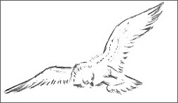 254x148 Gallery Of Pencil Sketches - Simple Eagle Sketch