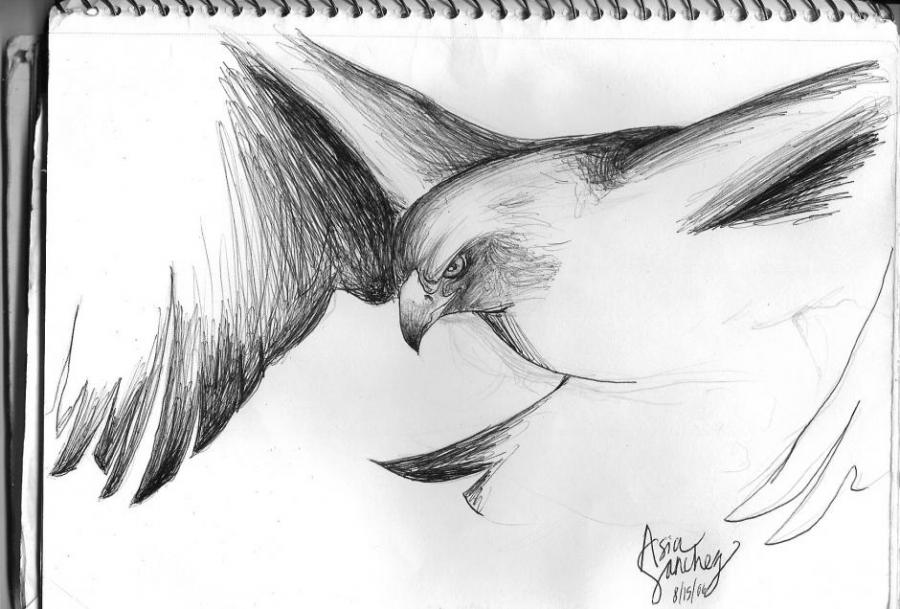 900x609 Golden Eagle. Nature. Drawings. Pictures. Drawings Ideas For Kids - Simple Eagle Sketch