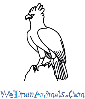 300x350 How To Draw A Harpy Eagle - Simple Eagle Sketch