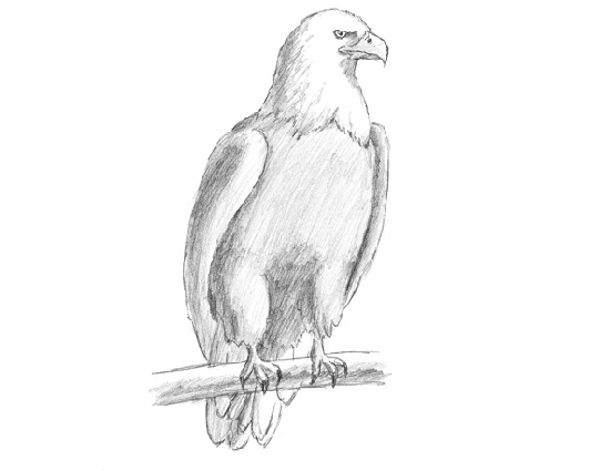 550x425 How To Draw An Eagle (Bald) - Simple Eagle Sketch