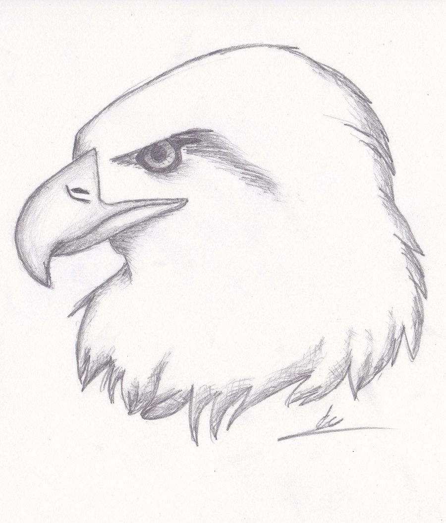 900x1055 Easy Sketches - Simple Eagle Sketch
