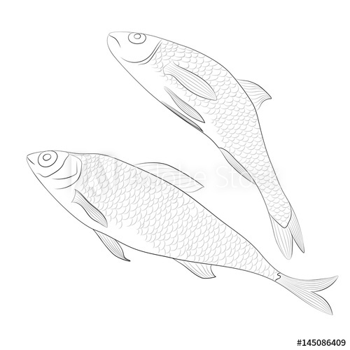 500x500 Two Simple Fish. Sketch. Vector Illustration. - Simple Fish Sketch
