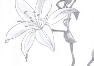 300x210 Pencil Sketch Simple Flower - Simple Flower Sketch