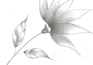300x210 Simple Flower Sketch Learn To Draw Flowers Of All Kinds, From - Simple Flower Sketch