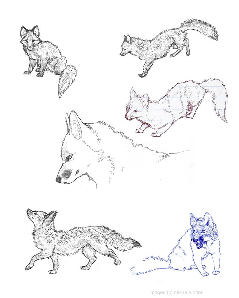 800x1000 Nikkiburr - Simple Fox Sketch