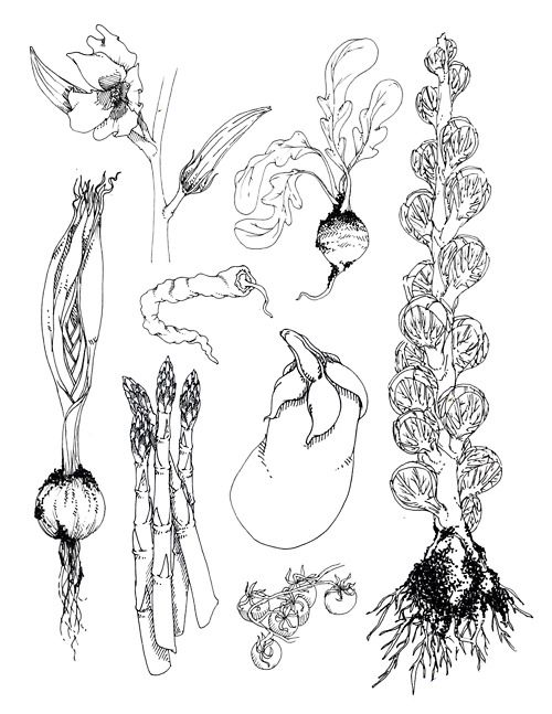 500x647 Pin By Ulla Norup Milbrath On Blossom, Petal, Root In 2018 - Simple Garden Sketch