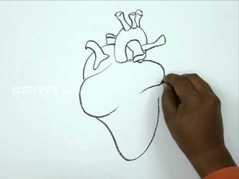 480x360 How To Draw A Human Heart - Simple Heart Sketch