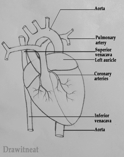 435x551 Sketch Of The Heart Diagram Labeled - Simple Heart Sketch
