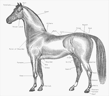 350x310 Simple Horse Template - Simple Horse Sketch
