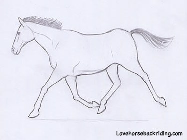 375x281 Horse Line Drawing Tutorial Step By Step Instructions - Simple Horse Sketch