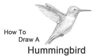 320x180 How To Draw A Hummingbird - Simple Hummingbird Sketch