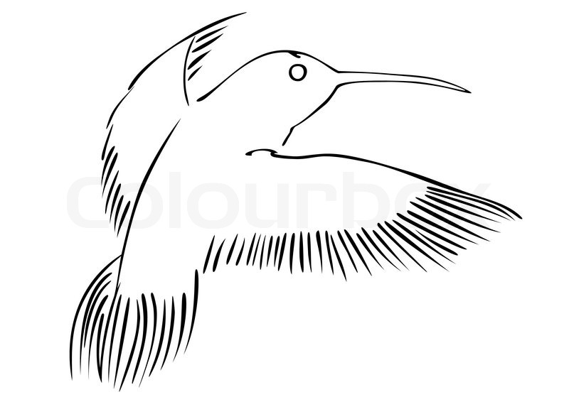 800x566 Hummingbird - Simple Hummingbird Sketch