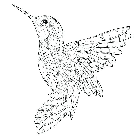 570x570 Hummingbird Coloring - Simple Hummingbird Sketch