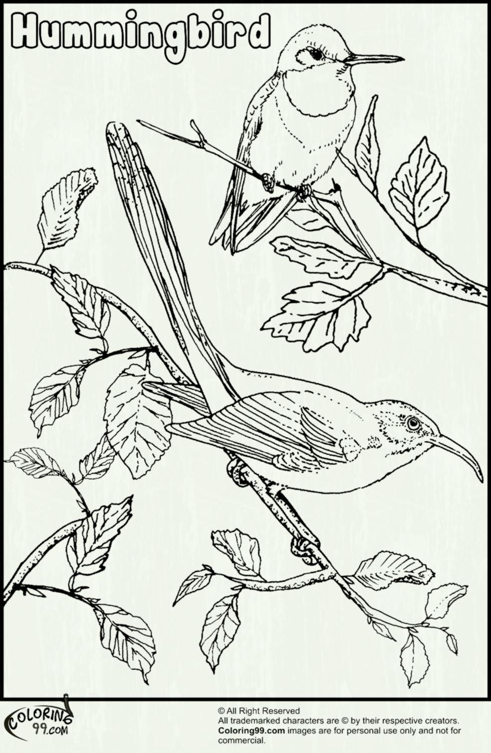 980x1500 Hummingbird Coloring Pages Coloring Pages Kids - Simple Hummingbird Sketch