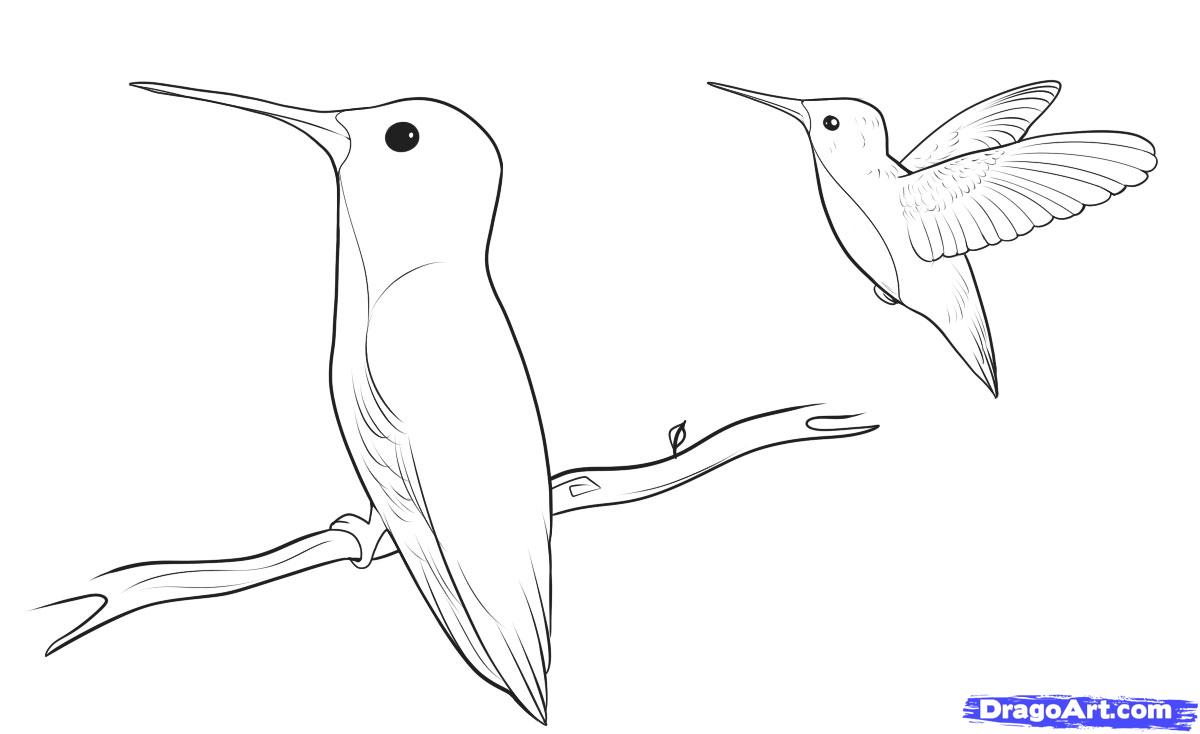 1200x734 Simple Hummingbird Sketch How To Draw Hummingbirds, Stepstep - Simple Hummingbird Sketch