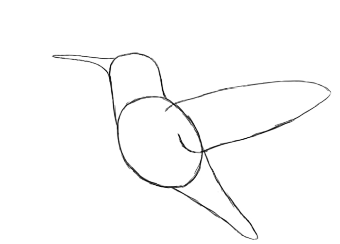 700x503 Drawn Hummingbird Anime - Simple Hummingbird Sketch