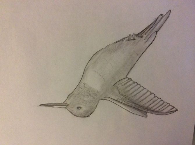 670x500 How To Draw Hummingbirds 7 Steps (With Pictures) - Simple Hummingbird Sketch