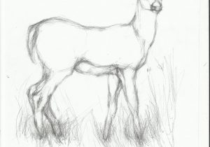 300x210 Simple Pencil Drawings Of Animals Simple Sketches Of Animals - Simple Line Sketches