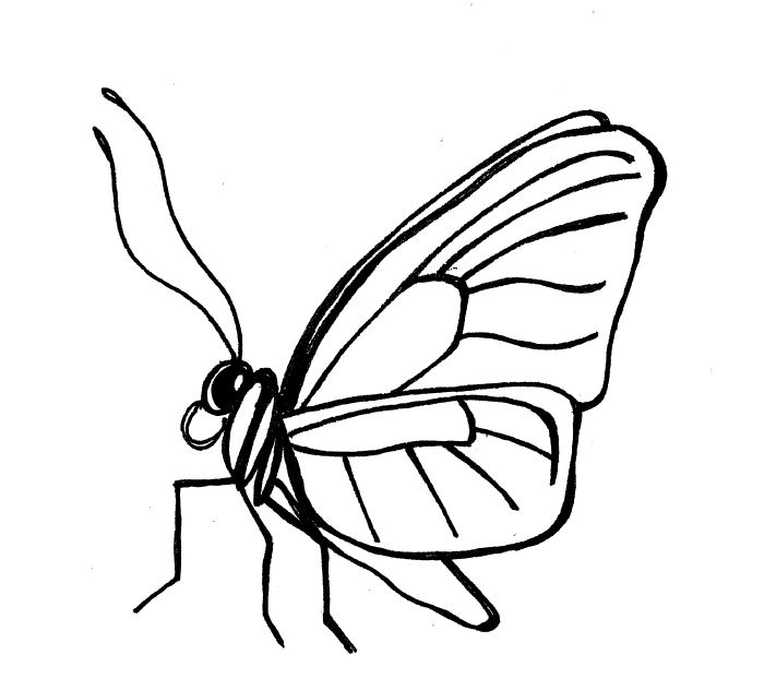 700x632 Simple Insect And Flower Line Drawings Standingoutinmyfield - Simple Line Sketches