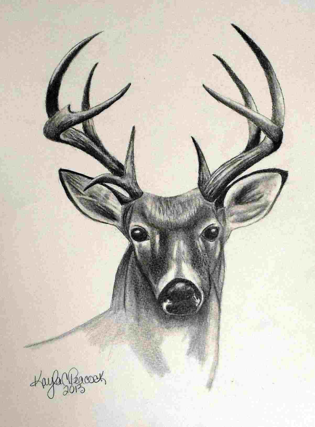 1202x1627 Simple Line Rhwikicom In Rhartisticcom Animals Easy Deer Pencil - Simple Line Sketches