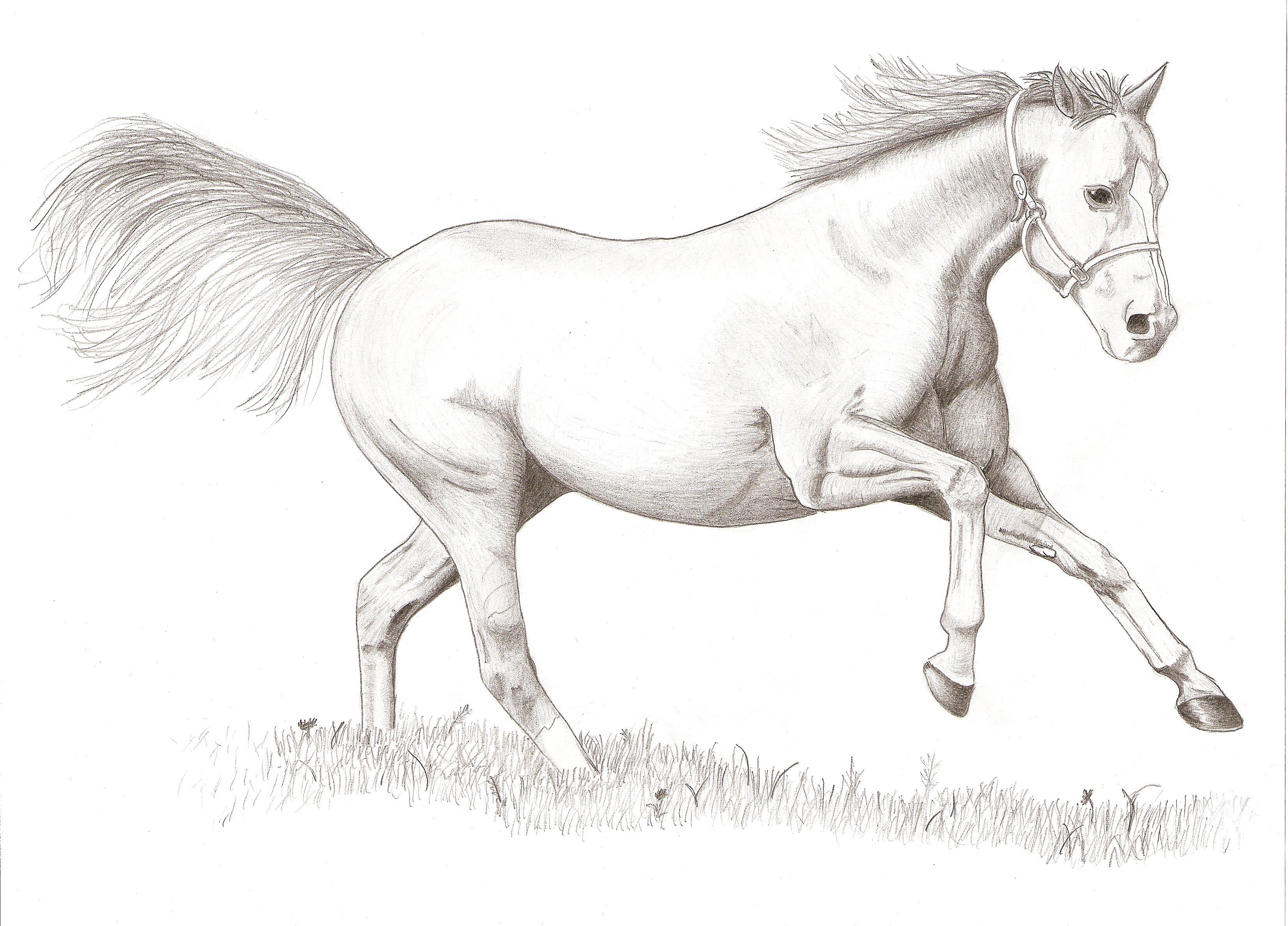 3305x2375 Drawing Sketches Of Horses Running Simple Line Drawing Of A Horse - Simple Line Sketches