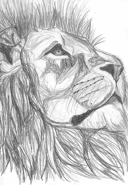 500x719 Lion Sketch. Dessin Lion Sketch, Lions And Sketches - Simple Lion Sketch