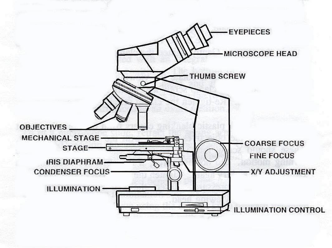 1065x794 Practical Booklet - Simple Microscope Sketch