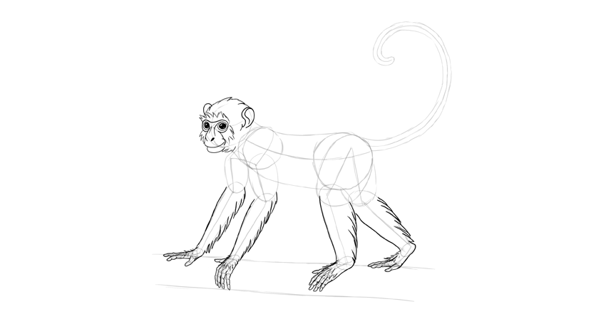 850x441 How To Draw A Monkey Step By Step - Simple Monkey Sketch