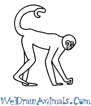 300x350 How To Draw A Spider Monkey - Simple Monkey Sketch