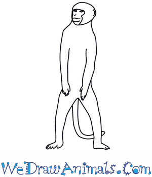 300x350 How To Draw A Vervet Monkey - Simple Monkey Sketch