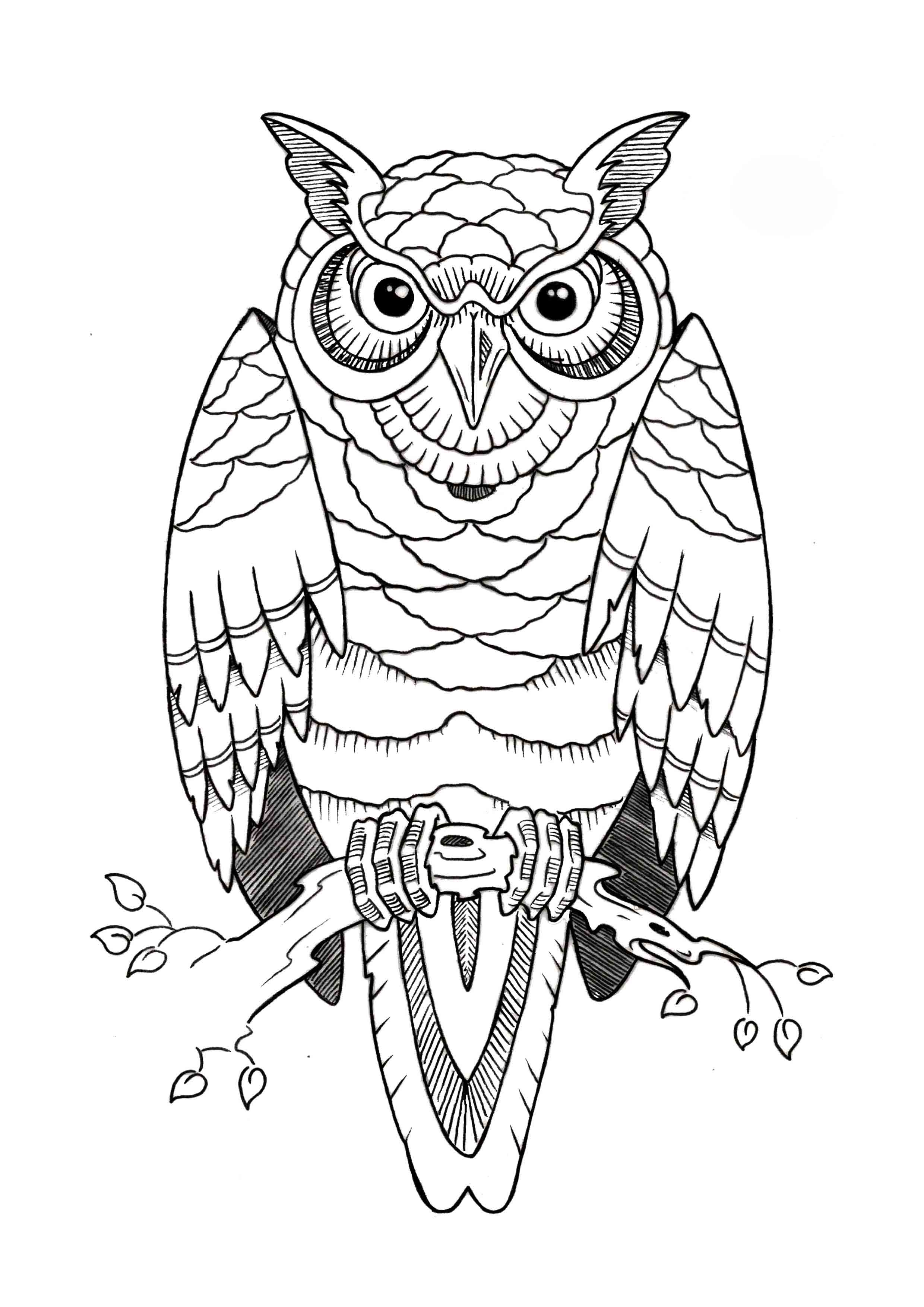 2480x3508 Easy Sketch Owl - Simple Owl Sketch