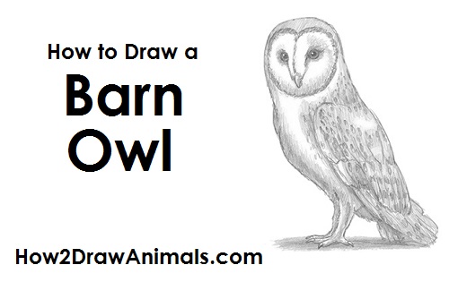 500x315 How To Draw A Barn Owl - Simple Owl Sketch