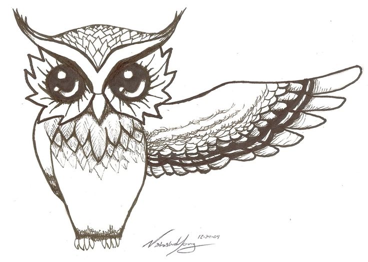 736x525 Simple Owl Sketches - Simple Owl Sketch