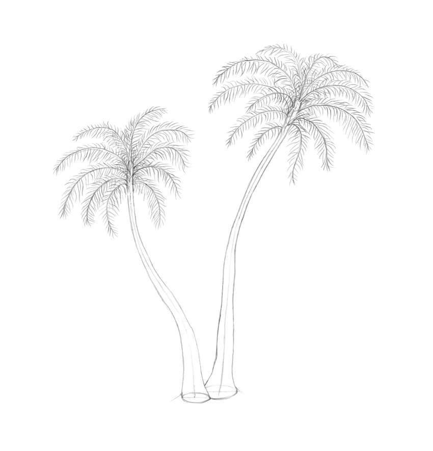 850x885 How To Draw A Palm Tree - Simple Palm Tree Sketch