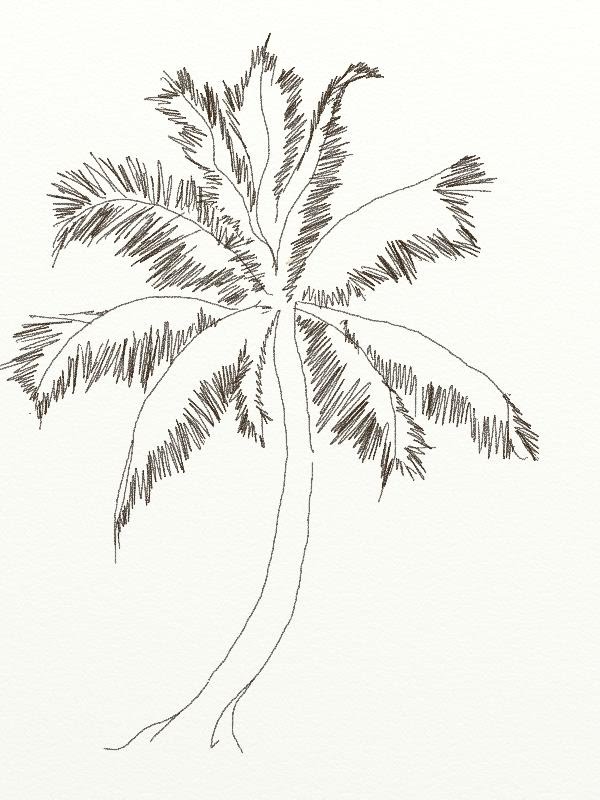 600x800 How To Draw A Coconut Tree In Easy Steps - Simple Palm Tree Sketch