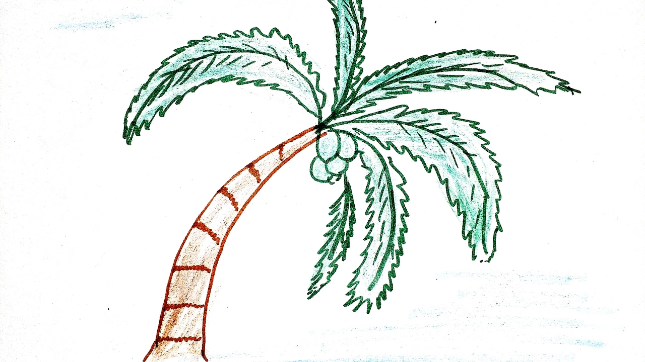 1280x720 How To Draw Simple Coconut Tree - Simple Palm Tree Sketch