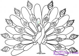 302x214 How To Draw Peacocks Drawing Tutorials Amp Drawing Amp How To Draw - Simple Peacock Sketch
