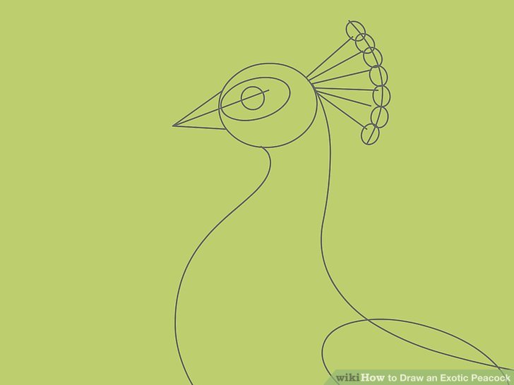 728x546 4 Ways To Draw An Exotic Peacock - Simple Peacock Sketch