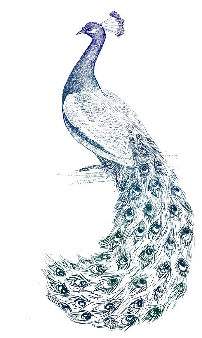 692x1154 Pencil Sketch Drawing Peacock Image Pencil Drawings Of Peacocks - Simple Peacock Sketch