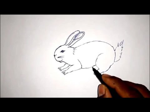 480x360 How To Draw A Rabbit Simple Way.easy Drawing - Simple Rabbit Sketch