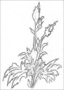 216x302 Flowers Sketches - Simple Rose Flower Sketch