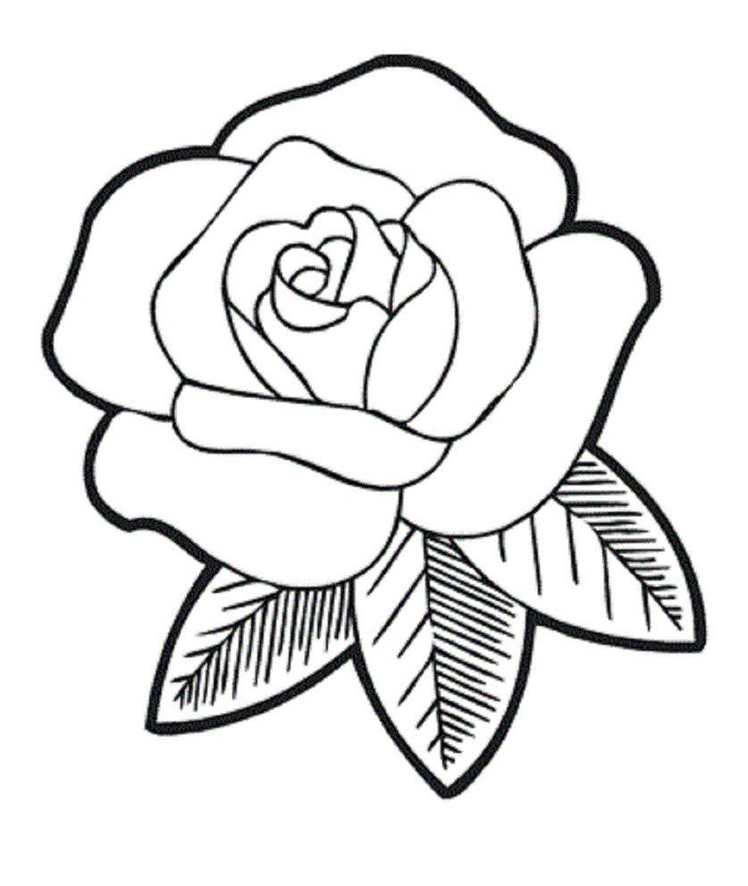 837x992 Simple Rose Flower Drawings Beginners Doodle Art - Simple Rose Sketch