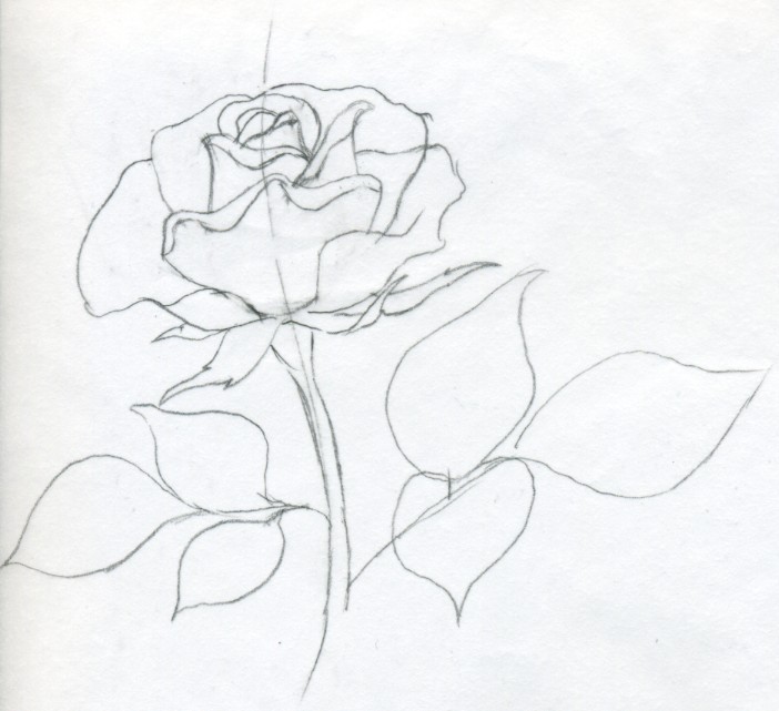702x641 Draw A Rose Quickly, Simply And Easily - Simple Rose Sketch