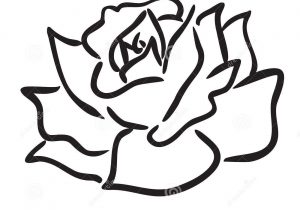 300x210 Simple Rose Sketch - Simple Rose Sketch