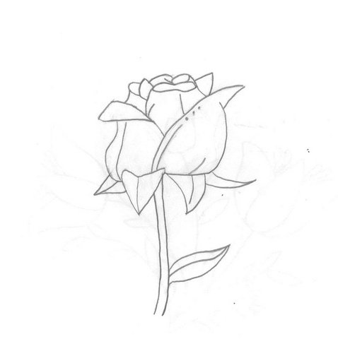 478x480 Simple Rose Sketch Dream4ever129 - Simple Rose Sketch