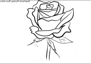 300x210 Easy Floral Rose Drawings Easy Pics Of Flowers To Draw Draw Easy - Simple Rose Sketch Step By Step