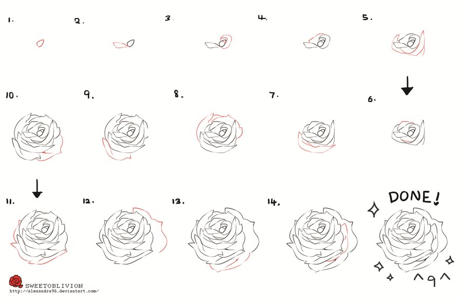 900x587 Rose - Simple Rose Sketch Step By Step