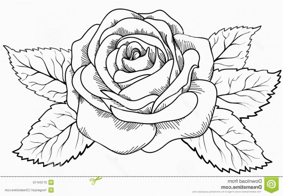 906x626 Rose Love Easy Unique Picturesque Sketch - Simple Rose Sketch Step By Step