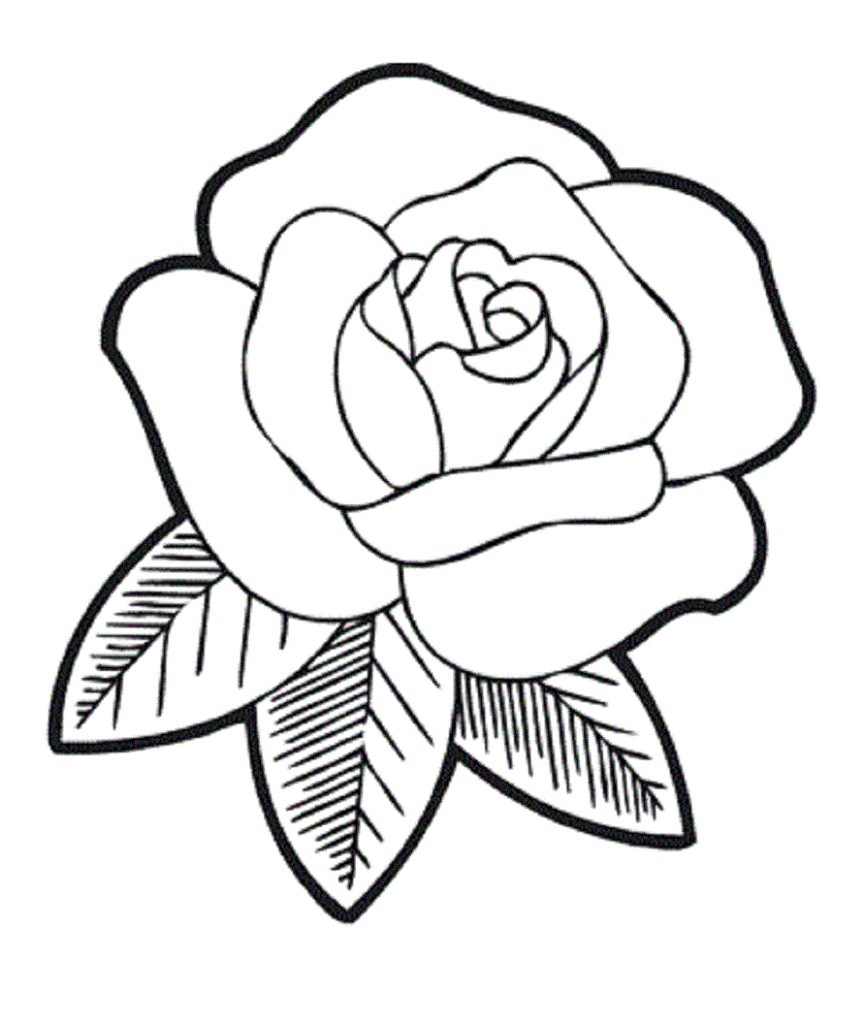 864x1024 Simple Roses Drawings Google Prepossessing - Simple Rose Sketch Step By Step