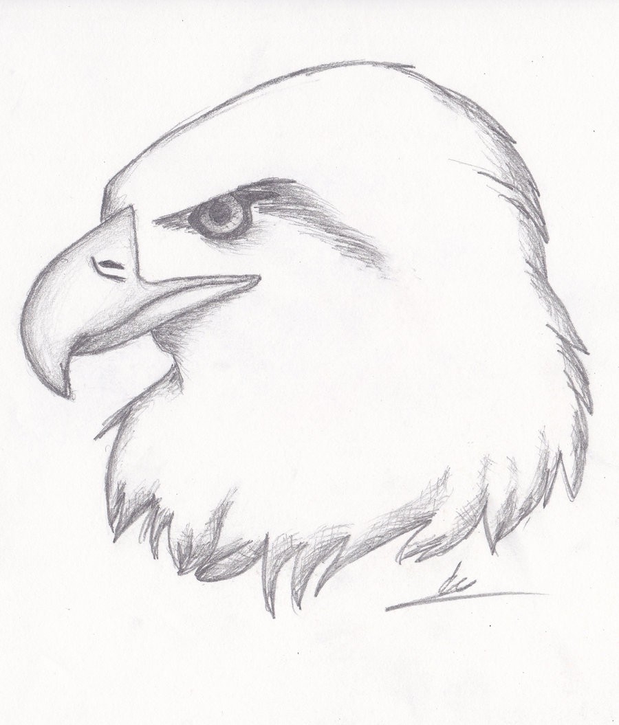 900x1055 Eagle Drawings In Pencil Birds Simple Drawing Easy Sketches How To - Simple Sketch Images